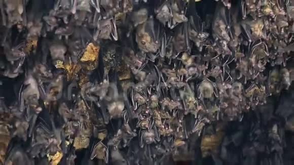 在印度教神庙GoaLawahBali的蝙蝠个蝙蝠洞中将悬挂和飞行的蝙蝠放大视频的预览图