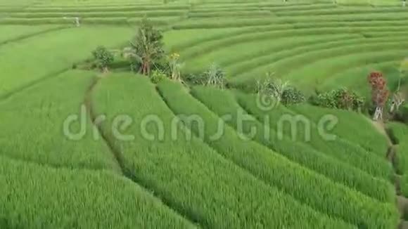 印度尼西亚巴厘岛靠近海洋稻田的小屋村视频的预览图