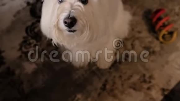 滑稽的白狗黑眼睛和鼻子视频的预览图