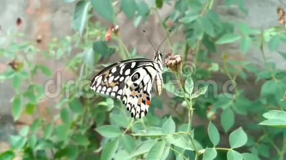 花园里美丽的蝴蝶视频的预览图