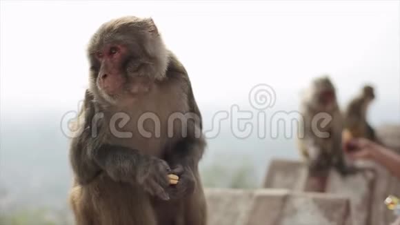 近距离观看尼泊尔猴子坐在屋顶边缘顶部在加德满都尼泊尔城市景观视频的预览图