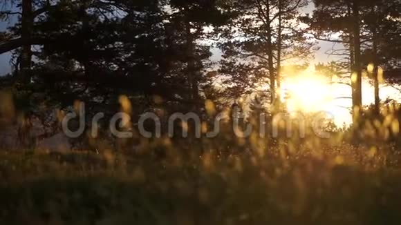 夕阳下绿林开花金草前景随风缓慢移动视频的预览图