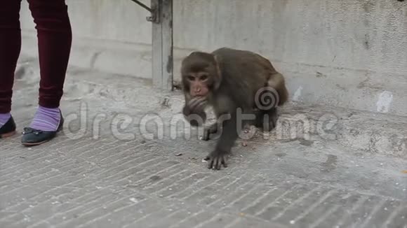 尼泊尔加德满都的一条街上一只野猴子从地板上捡起食物一个人站在旁边视频的预览图