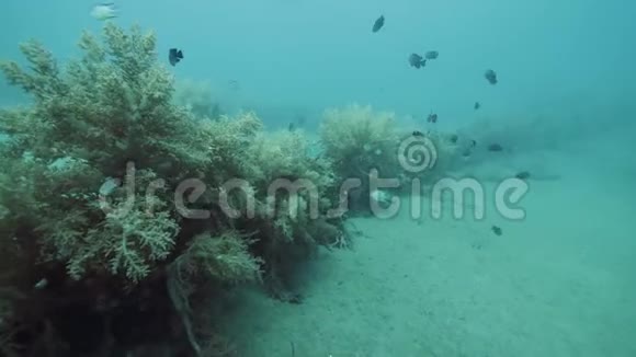 潜水员S的观点丰富多彩的水下动植物实时拍摄视频的预览图