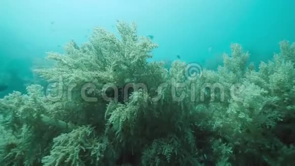 水下海洋植物草甸热带鱼游来游去视频的预览图