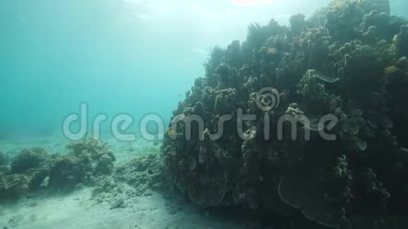 水下观赏健康的珊瑚礁热带鱼类在珊瑚附近游泳视频的预览图