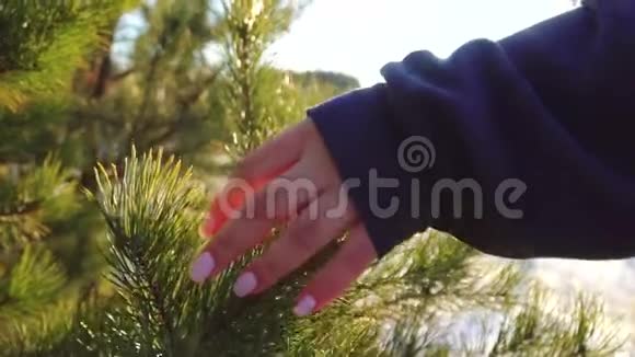 女孩在阳光下触摸圣诞树的树枝视频的预览图