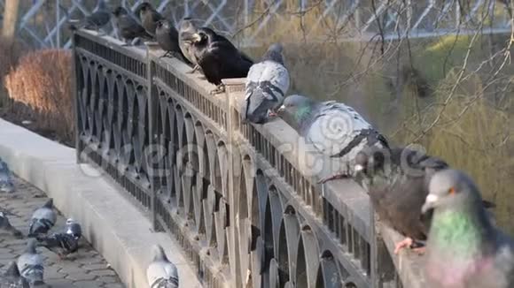 野鸟和乌鸦坐在栏杆上视频的预览图