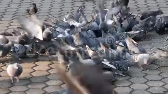 城市野鸽子在人行道上觅食视频的预览图