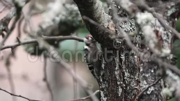 啄木鸟在树干轮廓的顶部视频的预览图