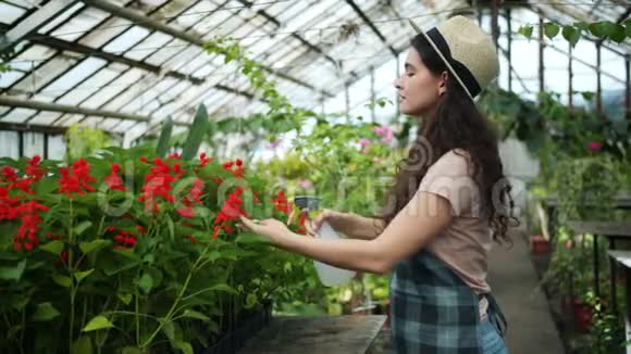 穿着围裙戴帽子的年轻女子在温室的植物上喷水视频的预览图