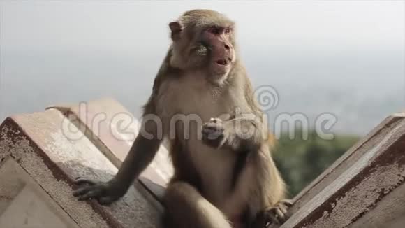 尼泊尔加德满都一只尼泊尔猴子坐在屋顶边缘边吃边看视频的预览图