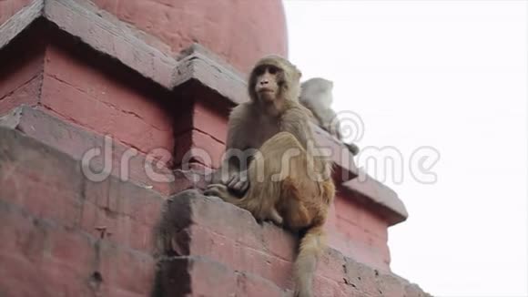 从下面看到两只野生尼泊尔猴子坐在加德满都的寺庙建筑和房子的屋顶边缘视频的预览图