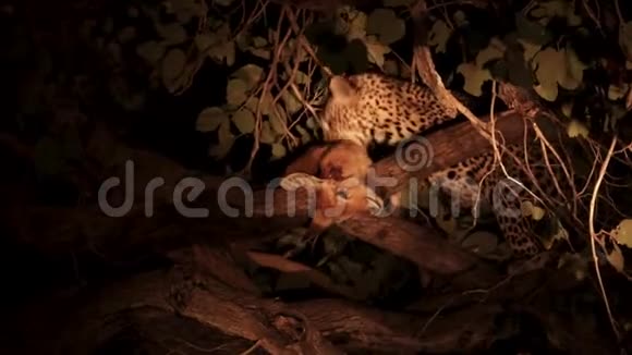 豹子在树枝上捕食猎物视频的预览图