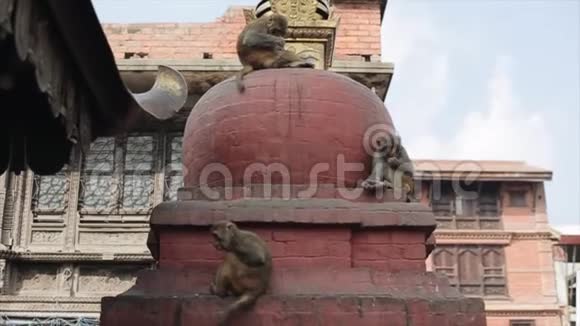三只野生尼泊尔猴子正坐在一座古老的佛塔脚下红砖建筑尼泊尔加德满都视频的预览图