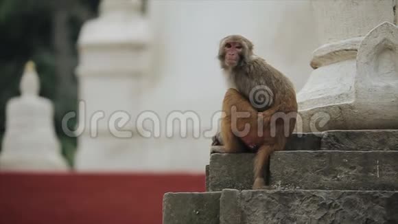 尼泊尔加德满都的一只野猴子坐在人行道楼梯寺庙上视频的预览图