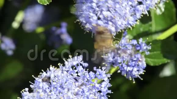 蜜蜂在花园里给蓝色的花朵授粉视频的预览图