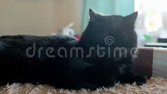 黑猫睡在家里的沙发上猫事猫生活视频的预览图