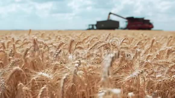 一种黄色的成熟麦穗在谷物卸载的背景下由联合成一台机器视频的预览图