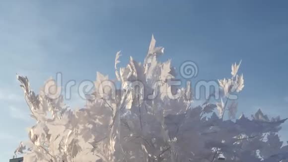 风中的白枫叶逆天视频的预览图