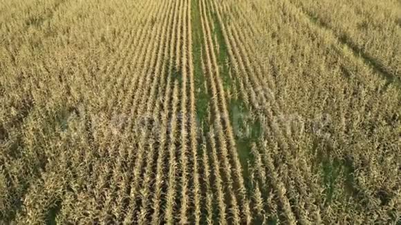 玉米在田里成排生长视频的预览图