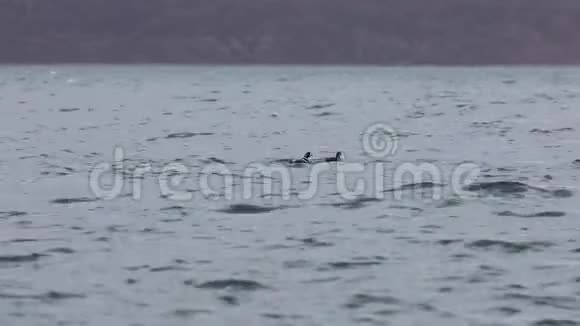 几只哈莱金鸭子在模糊的秋色海岸背景下游泳和潜水WW视频的预览图