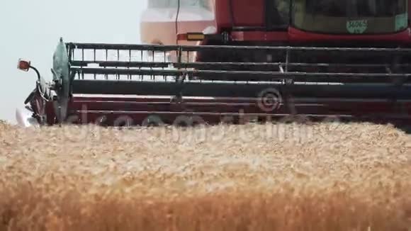 农业机器收割机收割一粒黄麦视频的预览图