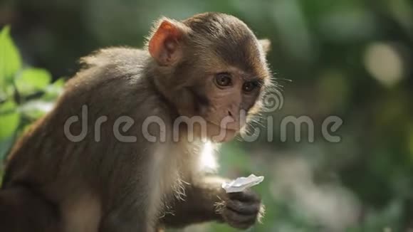 一只尼泊尔猕猴在森林里捡起纸巾纸垃圾的特写镜头大自然视频的预览图