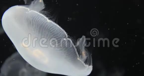 水母漂流背景视频的预览图