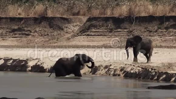 愤怒的大象在河边搏斗视频的预览图