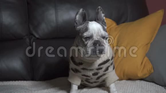 漂亮的法国斗牛犬坐在沙发上穿着豹子睡衣咳嗽大口大口地喝着视频的预览图