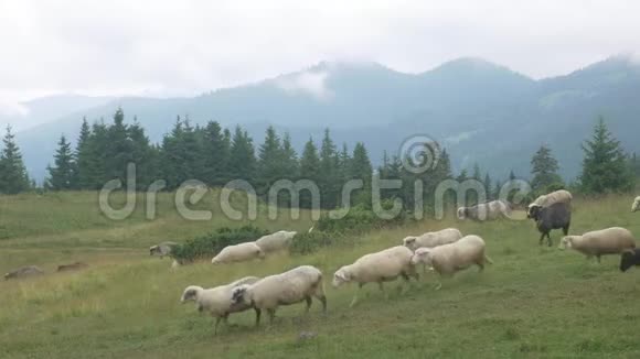 草地上的绵羊视频的预览图