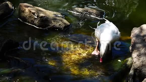 鸭子从小溪里喝水视频的预览图