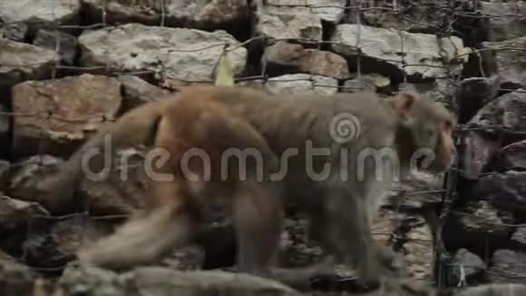 一只野生猴子在尼泊尔加德满都攀登石墙亚洲视频的预览图