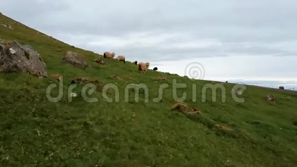 羊和羊在陡峭的山坡上散步视频的预览图
