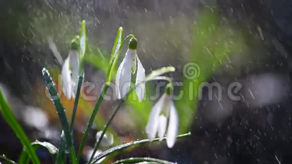初春的花朵雨中的雪花视频的预览图