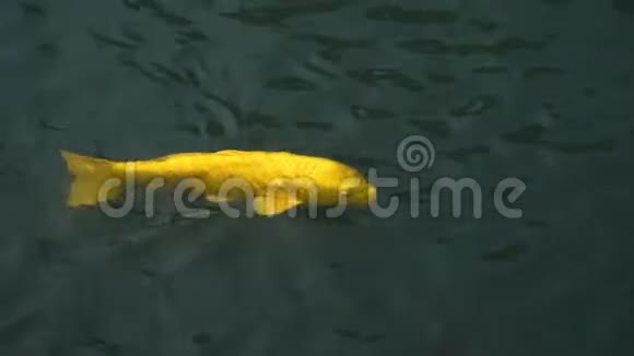 五颜六色的花鱼在4k的鱼塘里游泳视频的预览图