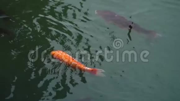 锦鲤鱼在池塘里游泳慢动作视频的预览图