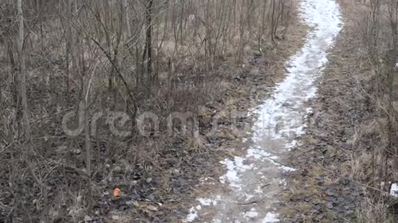 白雪覆盖的小路在森林的黑暗灌木丛中视频的预览图