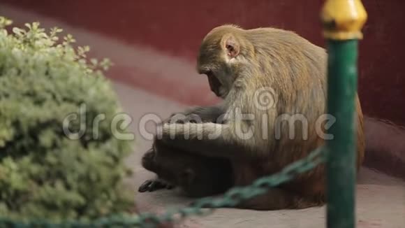 尼泊尔加德满都的一只尼泊尔猴子采摘虱子从另一只猴子身上跳蚤视频的预览图