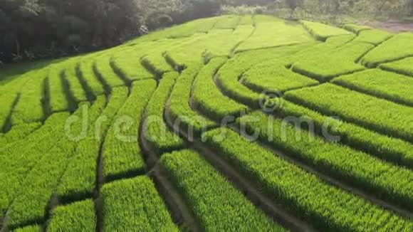 一架无人机飞过印度尼西亚巴厘岛的水稻种植园视频的预览图