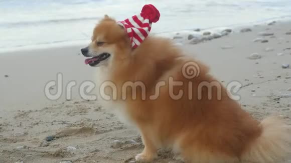 波美拉尼亚斯皮茨在靠近大海的圣诞帽里视频的预览图