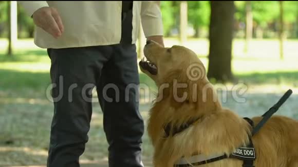 男子训练导盲犬鼓励与食物特殊宠物学校狗处理者视频的预览图