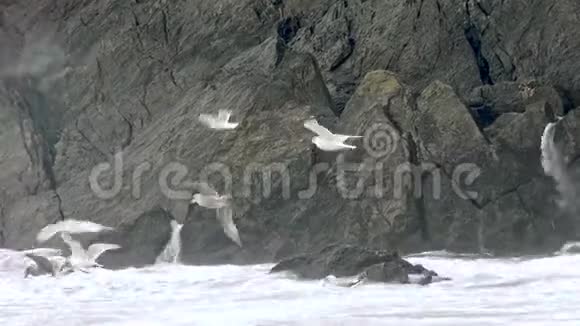 风暴期间在爱尔兰唐加尔郡的马格里岛海岸觅食的大量海鸥视频的预览图