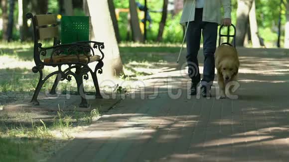 视力有缺陷的人在公园里和他受过专门训练的狗一起散步帮助视频的预览图