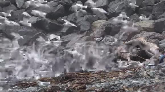 风暴期间在爱尔兰唐加尔郡的马格里岛海岸觅食的大量海鸥视频的预览图