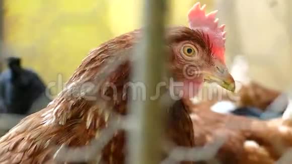 汉斯在阳光明媚的日子里吃着传统的农村谷仓鸡头的细节鸡坐在鸡舍里把鸡肉收起来视频的预览图