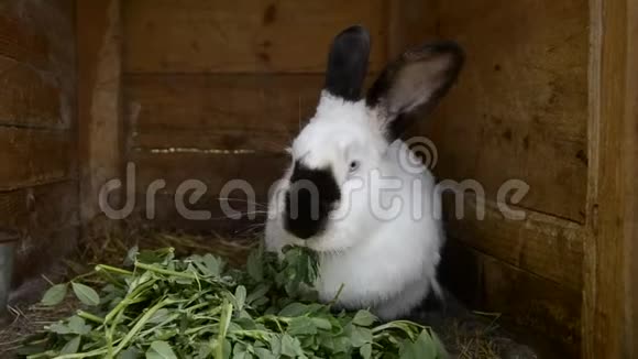 成年兔子在棚子里咀嚼新鲜的叶子视频的预览图