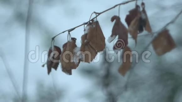 风中干燥的叶子高钻头视频的预览图