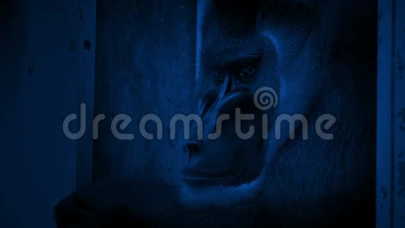 夜间动物园里的猴子视频的预览图